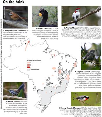 Bird Extinctions in Brazil’s Atlantic Forest and How They Can Be Prevented